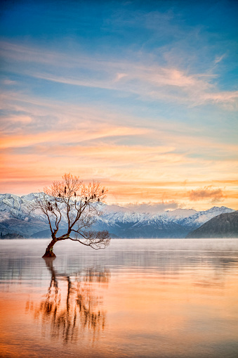 Winter at Lake Wanaka, Otago, New Zealand, with birds roosting in the single tree and mist rising from the water.