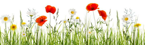 草の牧草地で孤立した野生の花 - daisy multi colored flower bed flower ストックフォトと画像