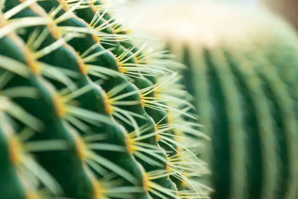 Photo of Cactus