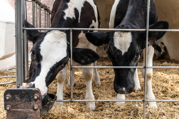 istock Black and white cows on a farmhouse 1029714272