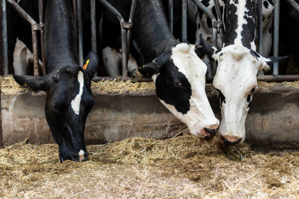 istock Black and white cows on a farmhouse 1029714300