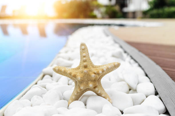 istock Starfish on white stones by the pool. 1029714302