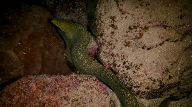 istock Giant moray eel swimming at undersea night reef, Galapagos 1029714618