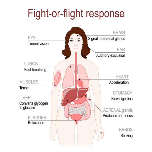 fight-or-flight response. stress response system. fight-or-flight response is a physiological reaction that occurs in response to threat to life. stress response system. Adrenaline and Norepinephrine. female silhouette with highlighted internal organs. Vector diagram glycogen stock illustrations