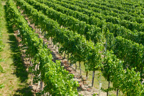 istock Vineyards in the famous Danube Valley (Wachau) - Lower Austria 1029717536