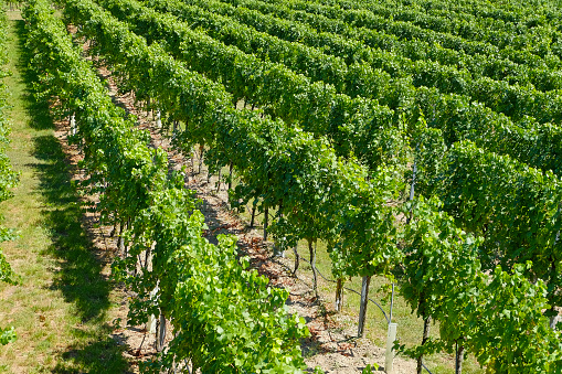 Vineyards in the famous Danube Valley (Wachau) - Lower Austria