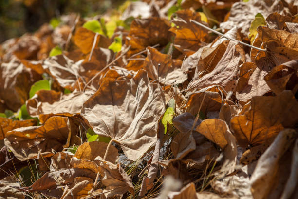 istock Dry bodhi tree leafs on the ground in grass. 1029724156