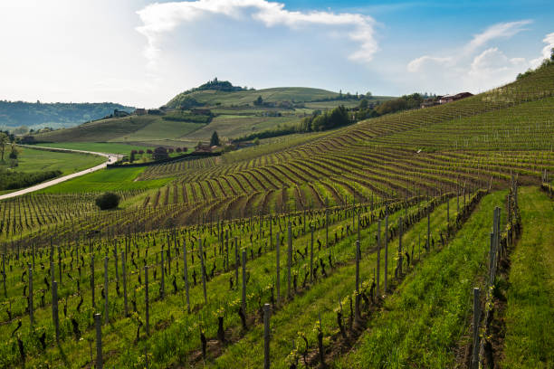 istock View on hills with cultivated vineyards and woods 1029730714
