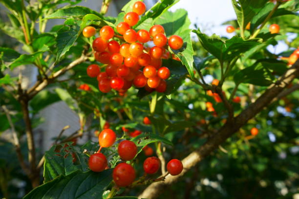istock autumn, september, red Viburnum Berries 1029731104