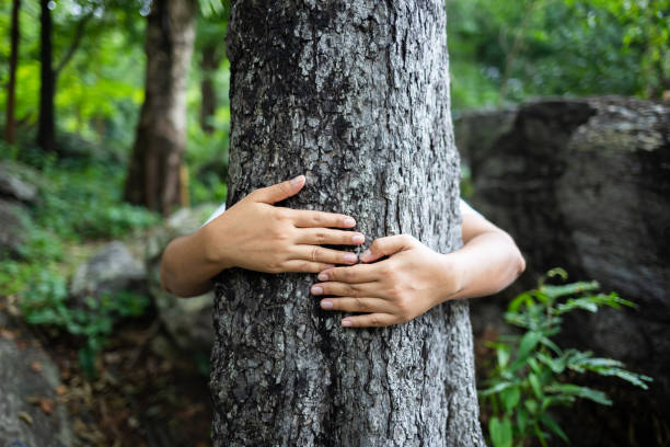 Woman Hug Tree Woman give a hug behind the old tree in the forest hugging tree stock pictures, royalty-free photos & images