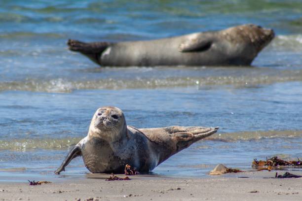 istock Seal on Heligoland 1029735040