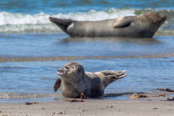 istock Seal on Heligoland 1029735066