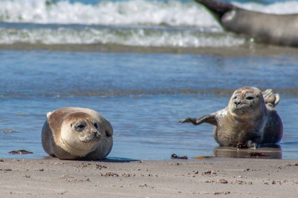 istock Seal on Heligoland 1029735088