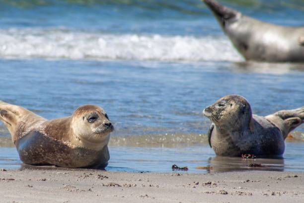 istock Seal on Heligoland 1029735092