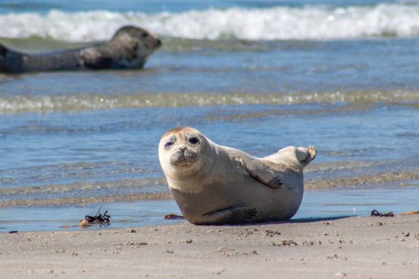 istock Seal on Heligoland 1029735146