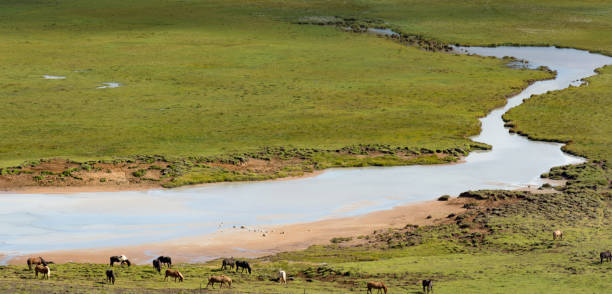 istock Iceland horses in a paceful land 1029735224