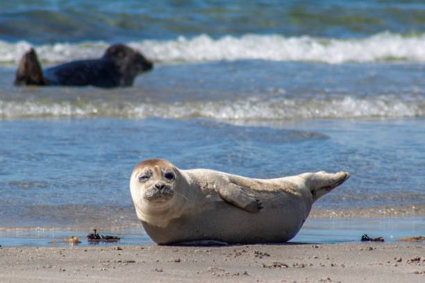 istock Seal on Heligoland 1029735228