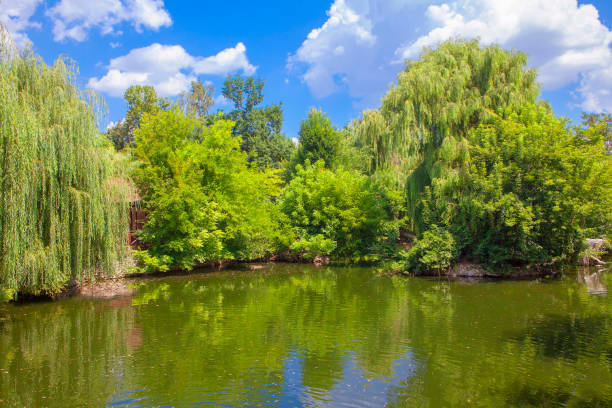 istock green nature with lake 1029735586