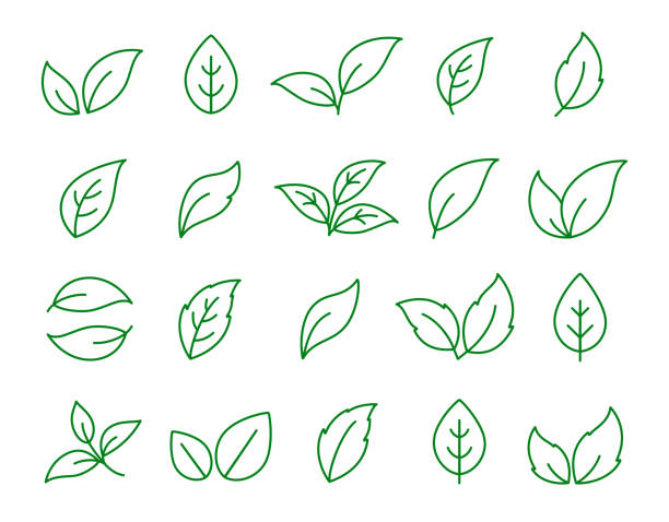 ilustraciones, imágenes clip art, dibujos animados e iconos de stock de conjunto de iconos de la hoja verde lineal - tea crop leaf freshness organic