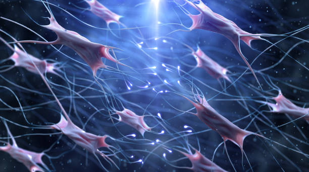 fibroblast and collagen 3d cells and connections human cell photos stock pictures, royalty-free photos & images