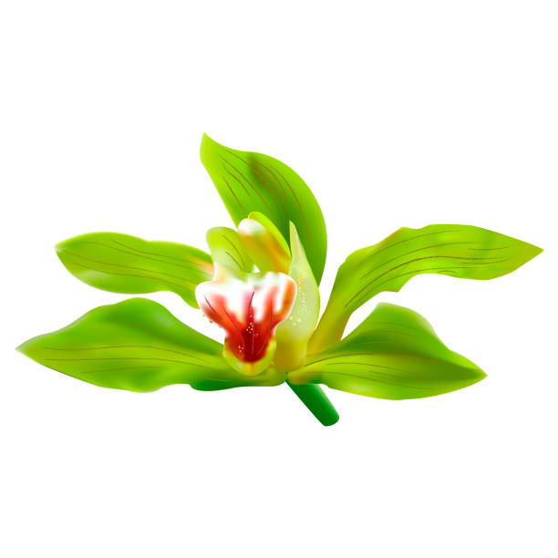 白い背景の上の緑蘭花のベクトル。単一のラン.3 d のリア��ルなベクター蘭イラスト。 - orchid flower single flower green点のイラスト素材／クリップアート素材／マンガ素材／アイコン素材