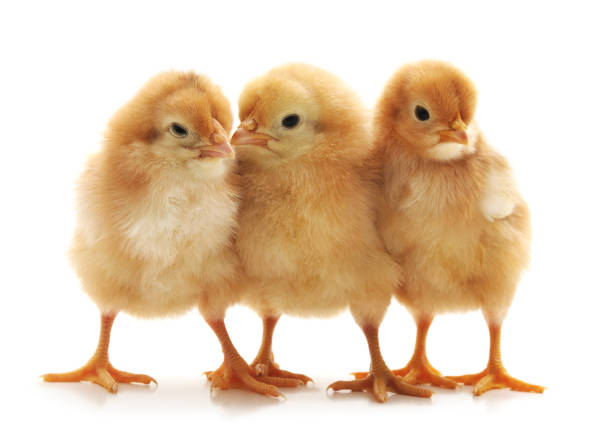 tre piccoli polli. - chicken friendship three animals color image foto e immagini stock
