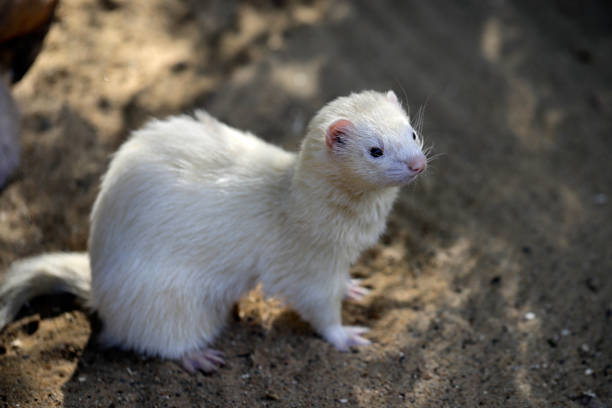 istock Domestic beige male ferret 1029758368