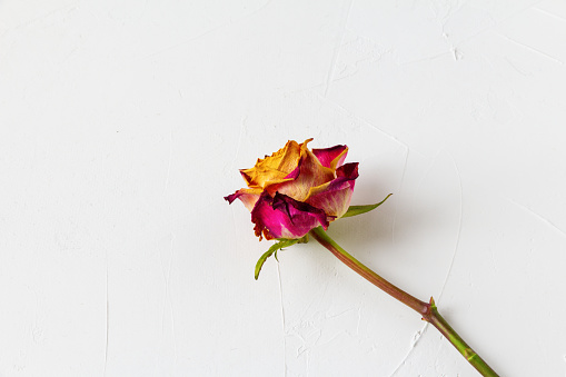 one fading rose on a light background