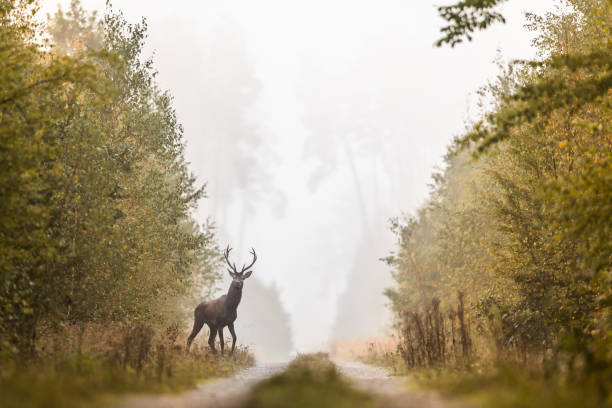 red deer (cervus elaphus) - tiere bei der jagd stock-fotos und bilder