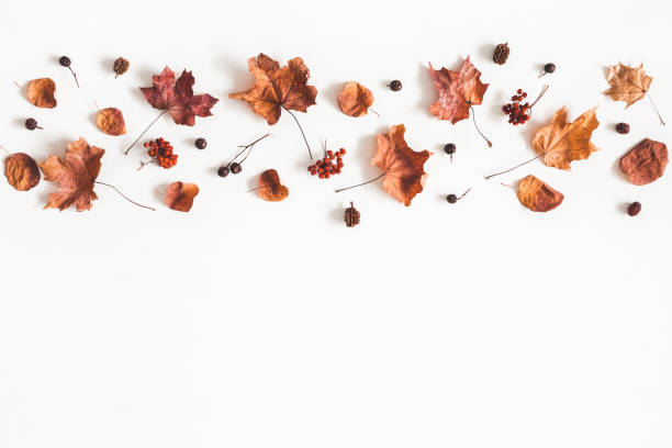 istock Autumn composition. Pattern made of dried leaves on white background. Autumn, fall concept. Flat lay, top view, copy space 1029768566