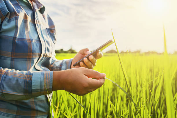 istock farmer using mobile checking report of agriculture in farm 1029777616