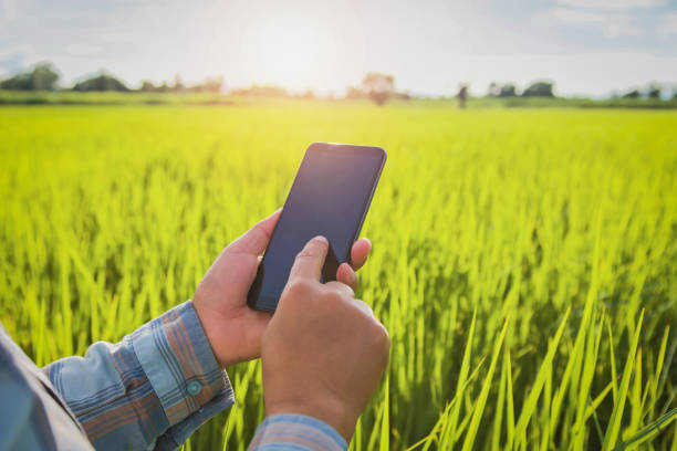 istock farmer using mobile checking report of agriculture in farm 1029777618