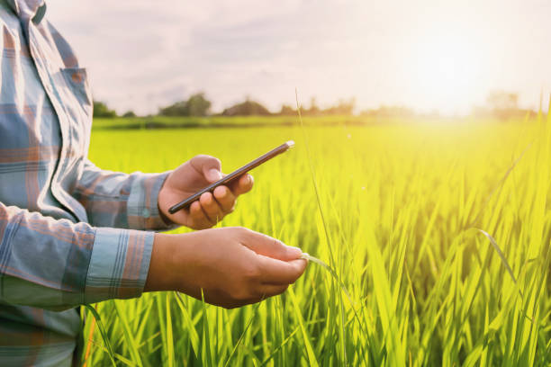 istock farmer using mobile checking report of agriculture in farm 1029777638