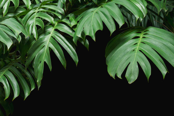 istock Green leaves Monstera on black background 1029777746