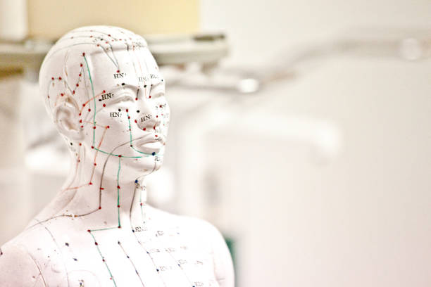 Meridians on model man Meridians depicted in color on human rubber model. acupuncture model stock pictures, royalty-free photos & images