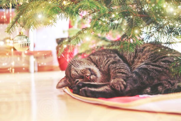 istock Gray cat sleeps under the Christmas tree 1029783236
