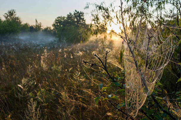 istock Beautiful early morning 1029783794