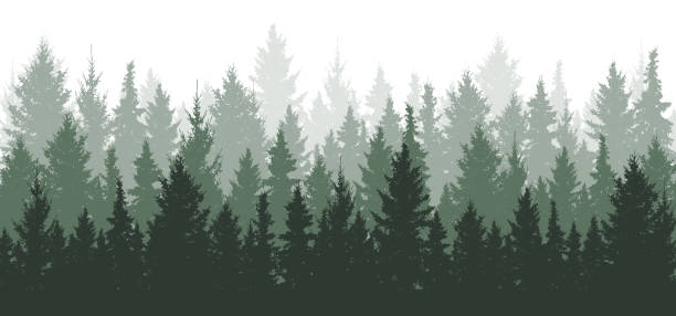 waldhintergrund, natur, landschaft. immergrüne nadelbäume. kiefer, fichte, weihnachtsbaum. silhouette-vektor - forest stock-grafiken, -clipart, -cartoons und -symbole