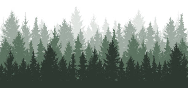 tła lasu, przyrody, krajobrazu. wiecznie zielone drzewa iglaste. sosna, świerk, choinka. wektor sylwetki - fir tree obrazy stock illustrations