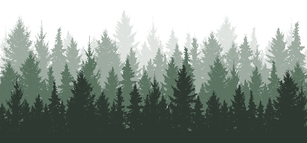 Forest background, nature, landscape. Evergreen coniferous trees. Pine, spruce, christmas tree. Silhouette vector
