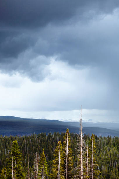 istock Storm clouds over forest - Cody, Wyoming 1029786806
