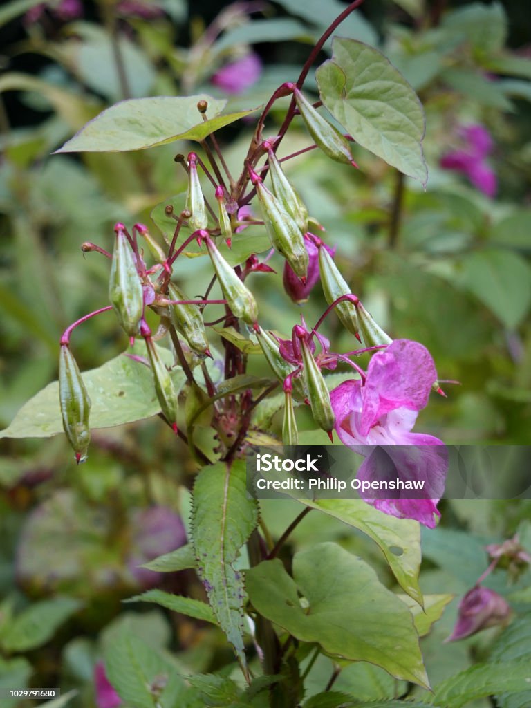 close up of Himalayan balsam flowers and seedpods growing in wetland near a river with raindrops A close up of Himalayan balsam flowers and seedpods growing in wetland near a river with raindrops Annual - Plant Attribute Stock Photo
