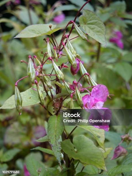Close Up Of Himalayan Balsam Flowers And Seedpods Growing In Wetland Near A River With Raindrops Stock Photo - Download Image Now