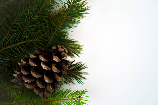 istock Christmas decoration fir tree branches with pine cone on white background with copy space. Christmas and New Year card template. 1029794336