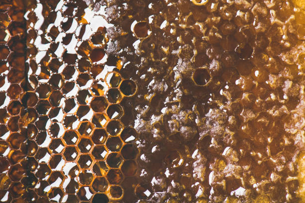 istock Natural bee honeycomb texture, wallpaper and background 1029794472