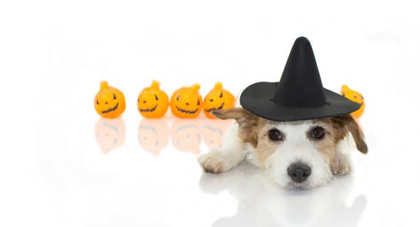 istock CUTE HALLOWEEN DOG WITCH OR WIZARD HAT  COSTUME LYING DOWN AND PUMPKIN LIKE BACKGROUND ISOLATED AGAINST WHITE BACKGROUND WITH COPY SPACE 1029794706