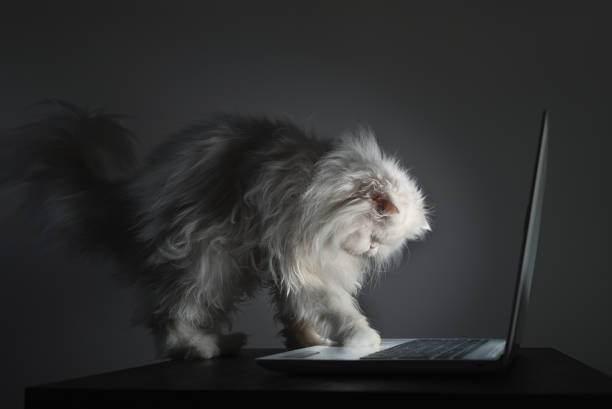 istock Curious White Persian cat trying to use a laptop 1029797748