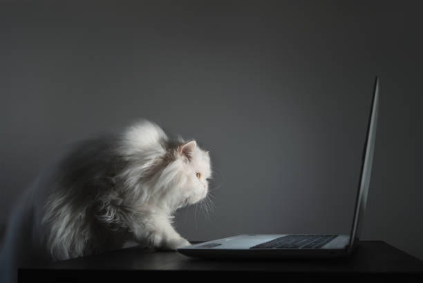 istock Curious White Persian cat is looking at the laptop screen 1029797770