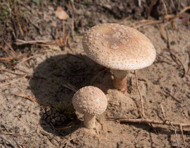 brown mushroom in moss in a primeval forest - 5470 imagens e fotografias de stock