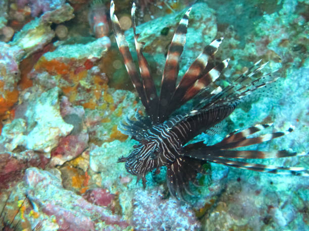 istock Black Line Lionfish, Thailand 1029797980